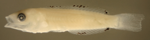 larval halichoeres