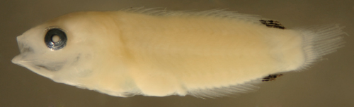 larval Halichoeres maculipinna