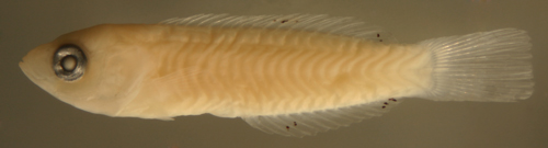 larval Halichoeres poeyi