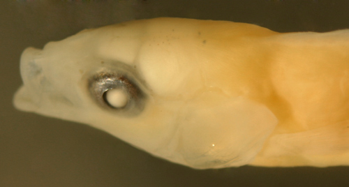 larval fish wrasse and labrid larvae