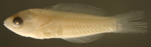 larval Thalassoma bifasciatum