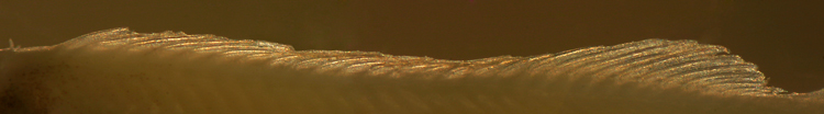 dorsal fin spines on larva