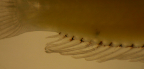 larval whitecheek blenny