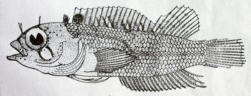 Labrisomus albigenys holotype
