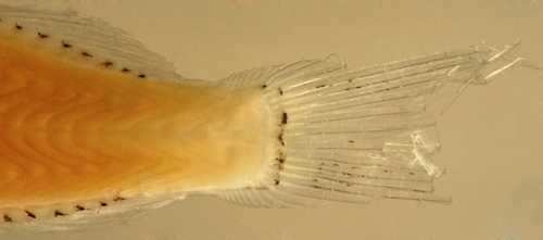 larval caudal fin