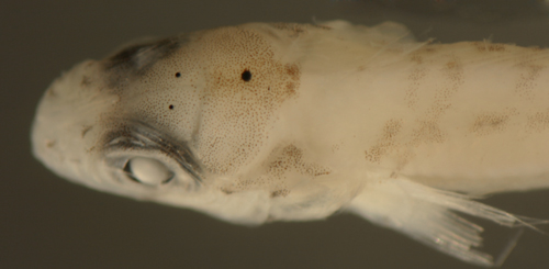 larval malacoctenus aurolineatus