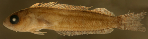 larval labrisomus bucciferus