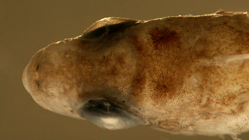 larval morphology