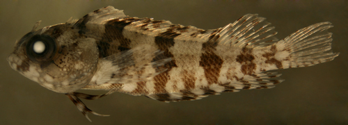 juvenile labrisomus bucciferus