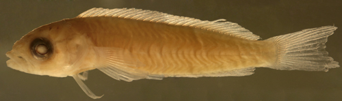 larval labrisomus cricota