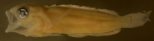 larval labrisomus guppyi