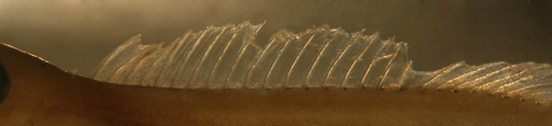 dorsal fin spines labrisomus guppyi