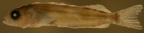 larva labrisomus guppyi