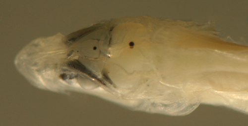 malacoctenus larvae