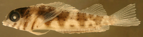 juvenile malacoctenus aurolineatus