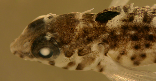 larval fish scaled blennies larvae