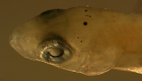 fish larval melanophores
