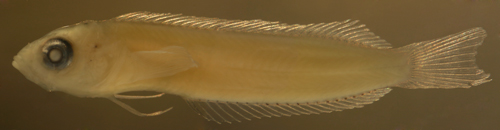 Malacoctenus macropus larva