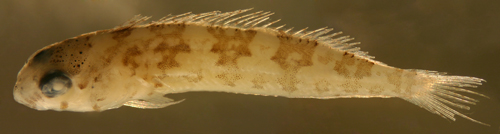 larval malacoctenus triangulatus