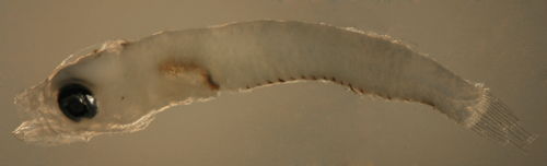 larval malacoctenus