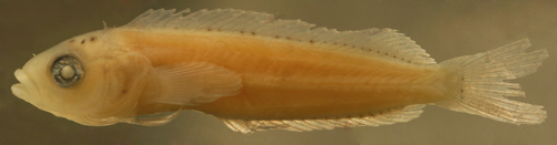 larval Labrisomus nuchipinnis
