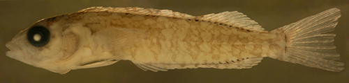 larval labrisomus nuchipinnis 