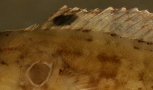 ocellus of hairy blenny