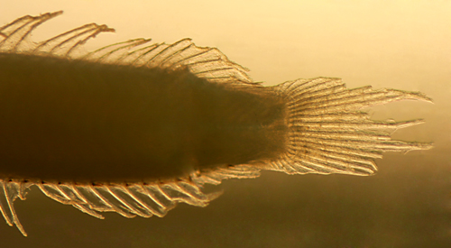 larval Starksia robertsoni