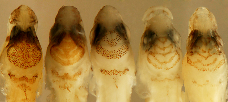 larval Starksia occidentalis