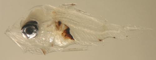 lane snapper larvae, lutjanidae