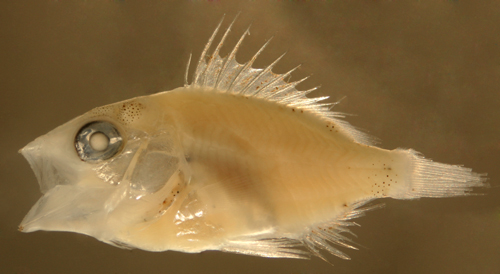 schoolmaster snapper larvae, lutjanus apodus