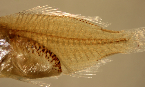 yellowtail snapper larvae, lutjanidae
