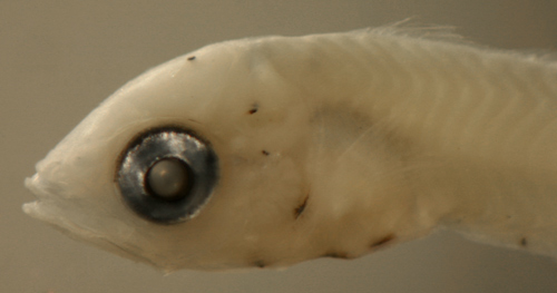 Caribbean fish larvae