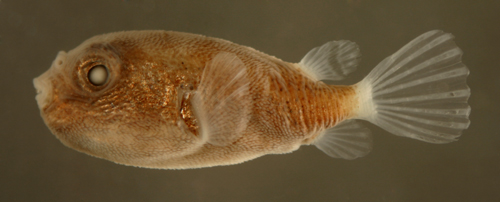 larval pufferfish