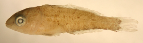larval Nicholsina denticulata