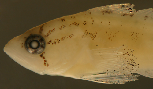 serranid larvae