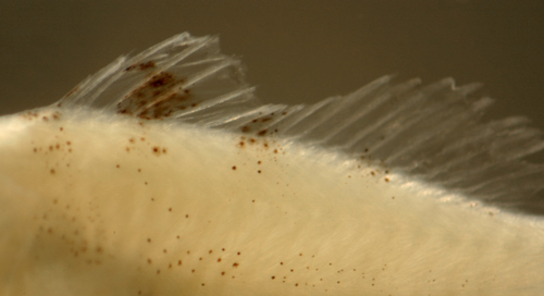 larval serranid and hamlet larvae
