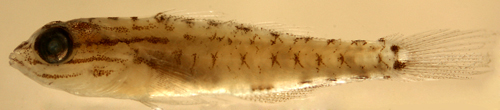 juvenile coryphopterus glaucofraenum