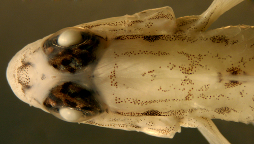 family gobiidae taxonomy