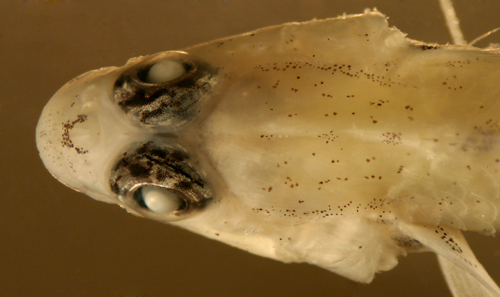 head of bartail goby