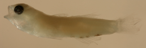 tigrigobius pallens larvae
