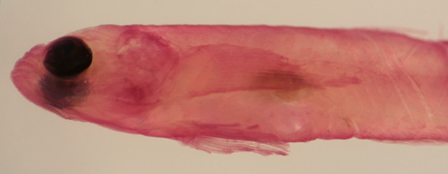 gobiosoma larval identification