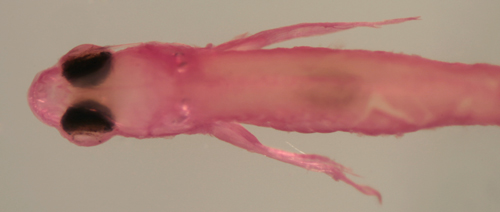 gobiosoma larval otoliths