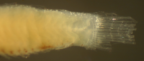larval structure