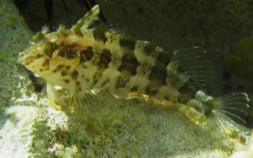 malacoctenus versicolor