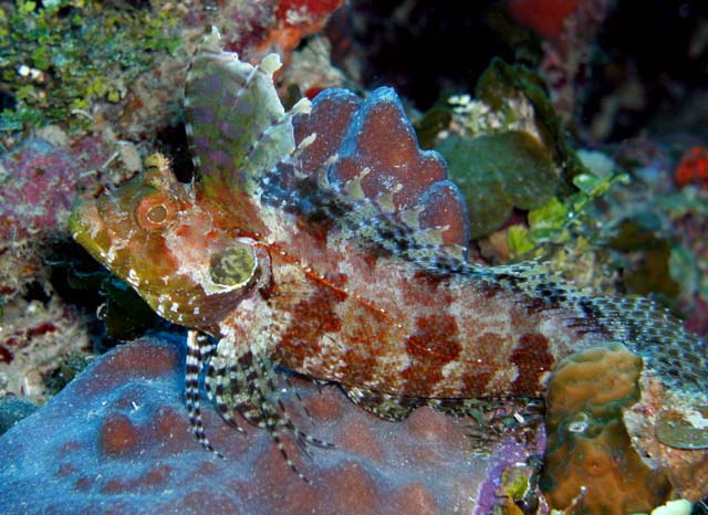  labrisomus filamentosus mark steele quillfin blenny