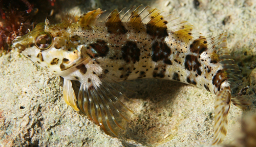 barfin blenny Louis Johnson