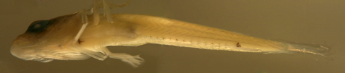 larval Labrisomus albigenys