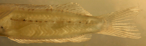 larval malacoctenus aurolineatus