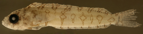 larval labrisomus haitiensis